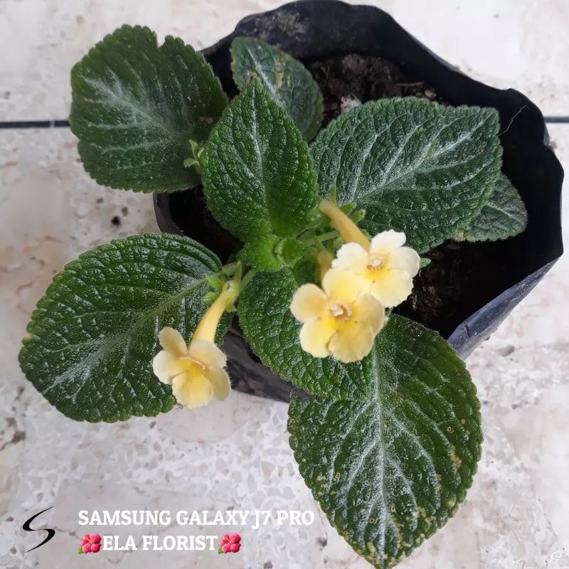 Episcia Monet Bunga Kuning (hanya melayani pengiriman pulau jawa) minimal order 60 ribu bebas berbag