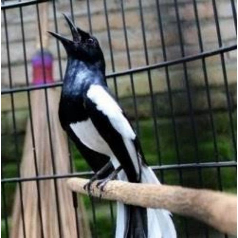 Burung Kacer prospek harian rajin bunyi