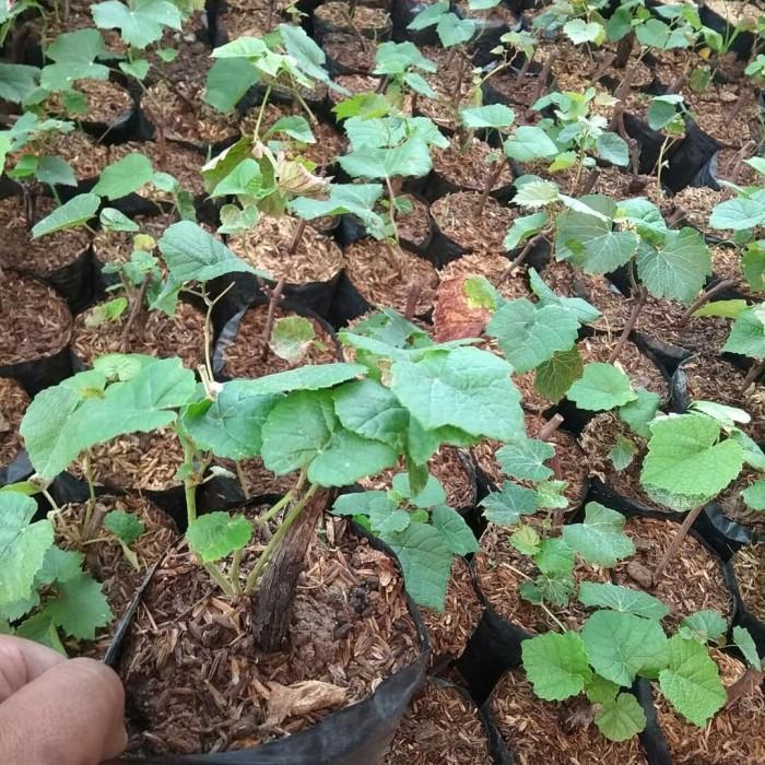 bibit tanaman buah anggur - bibit anggur