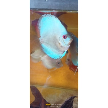 Discus Blue Diamond 3in
