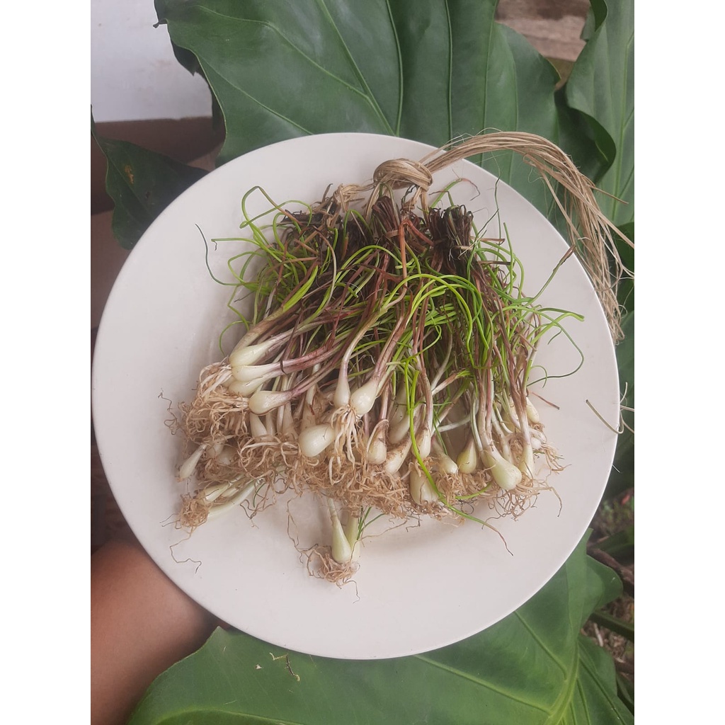 

Bawang Batak 1 ikat