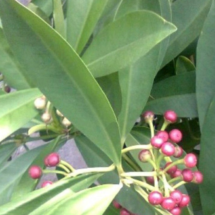 

¼kg daun lampeni segar fresh petik.