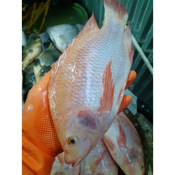 

ikan nila merah segar