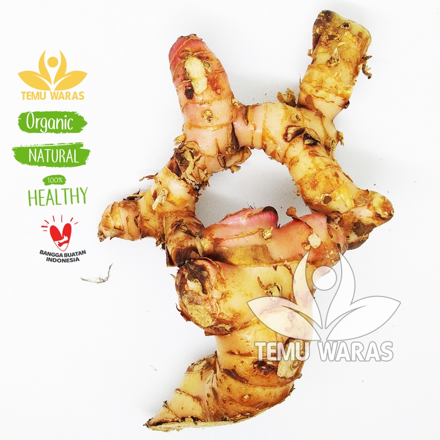 

Lengkuas 1kg atau Laos Segar Organik