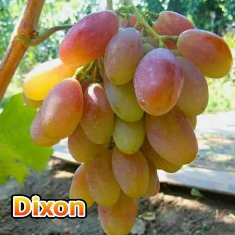 BIBIT ANGGUR IMPORT DIXON (asli grafting)