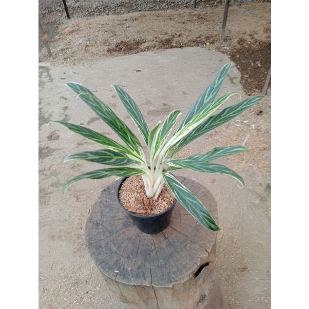 PROMO AGLONEMA  Aglaonema Bamboo Rumpun- Aglonema Bambu Rumpun