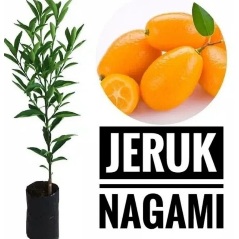 bibit pohon jeruk nagami - bibit jeruk nagami  unik bisa dimakan sama kulit nya manis cepat berbuah 
