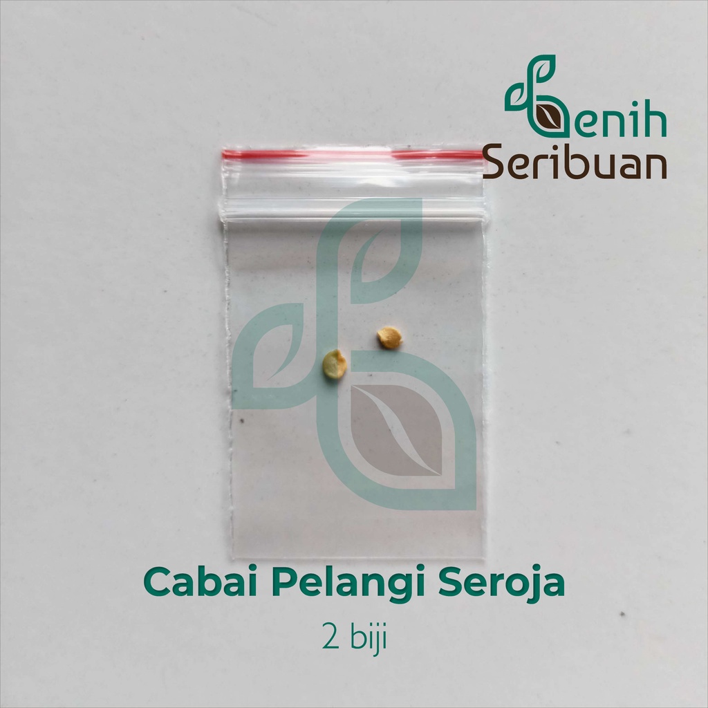 Benih Seribuan - 2 Bibit Cabe Hias Pelangi Seroja Rainbow Unggul