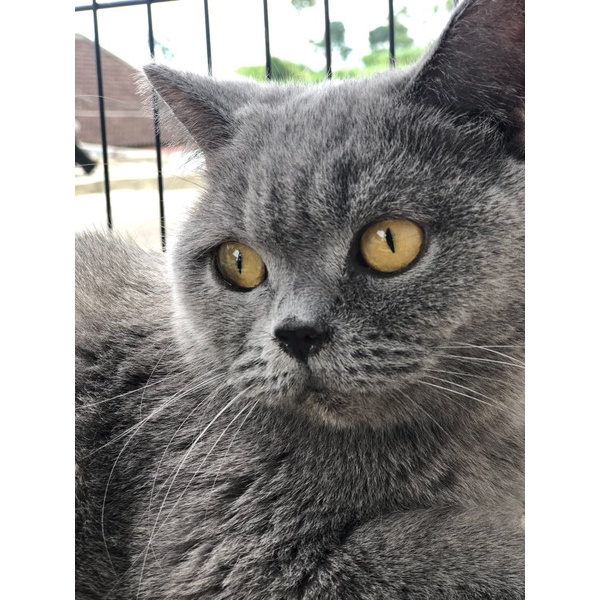 kucing British short hair blue betina