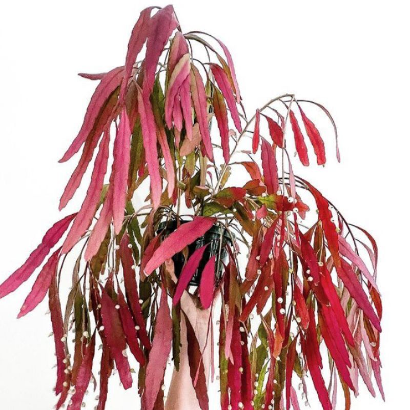 tanaman hias wijaya kusuma tasbih - bibit wijaya kusuma tasbih