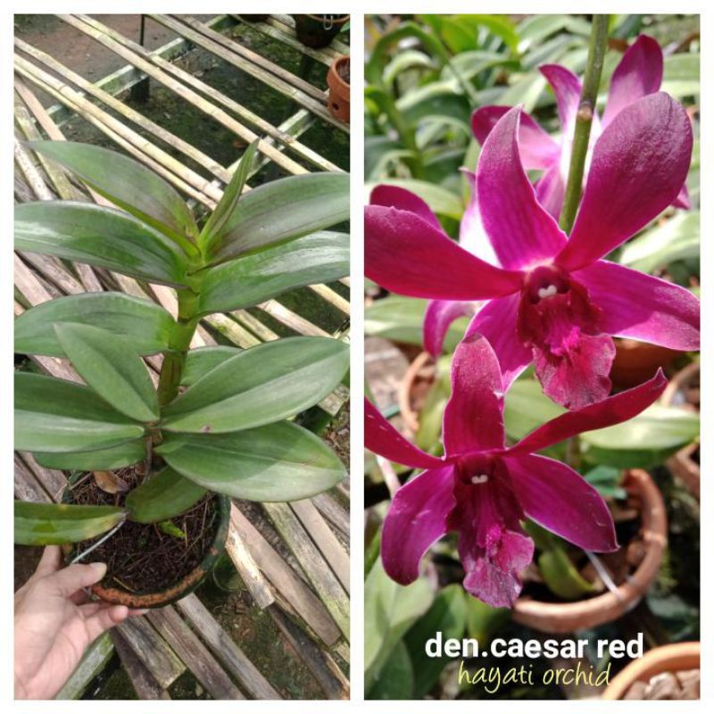 Anggrek Dendrobium Caesar Red
