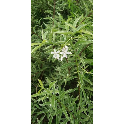 Tanaman Hias Bunga Anting Putri Mikro Varigata Bahan Bonsai - Pohon Anting Putri Mikro Varigata