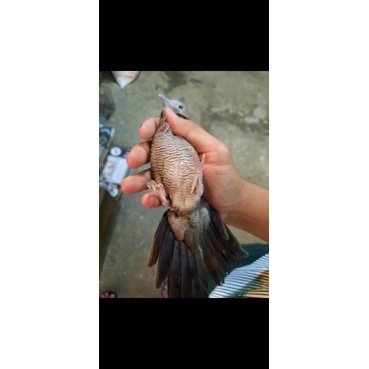 Perkutut katuranggan majapahit