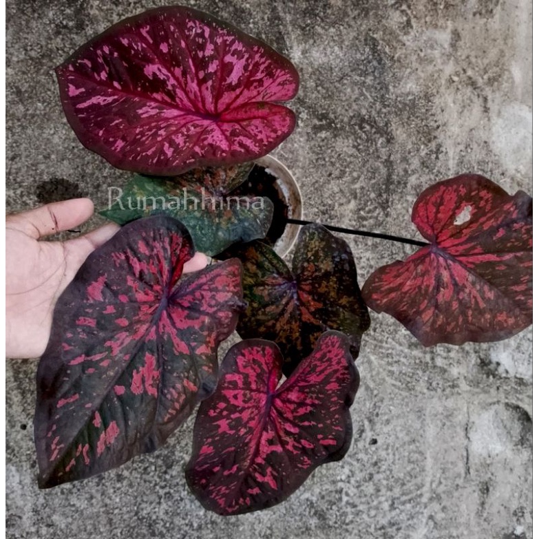 caladium/keladi antanu AC series, kbibit elady, keladi murah, keladi hybrid, hibrid, thai series, hi