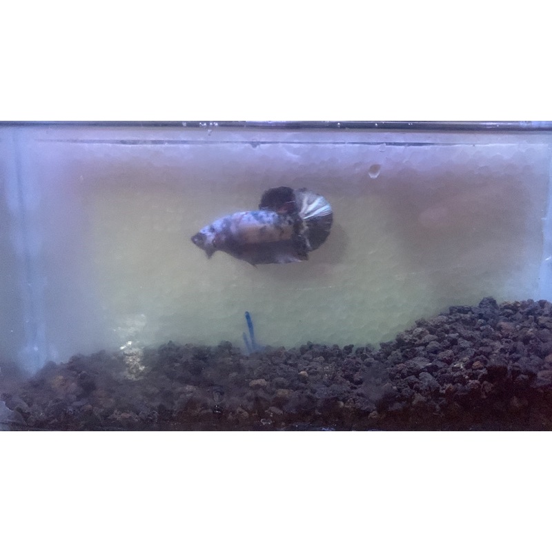 cupang red koi copper (rkc)