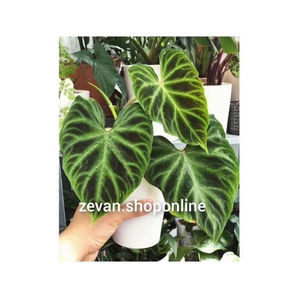 Tanaman hias philodendron verucosum