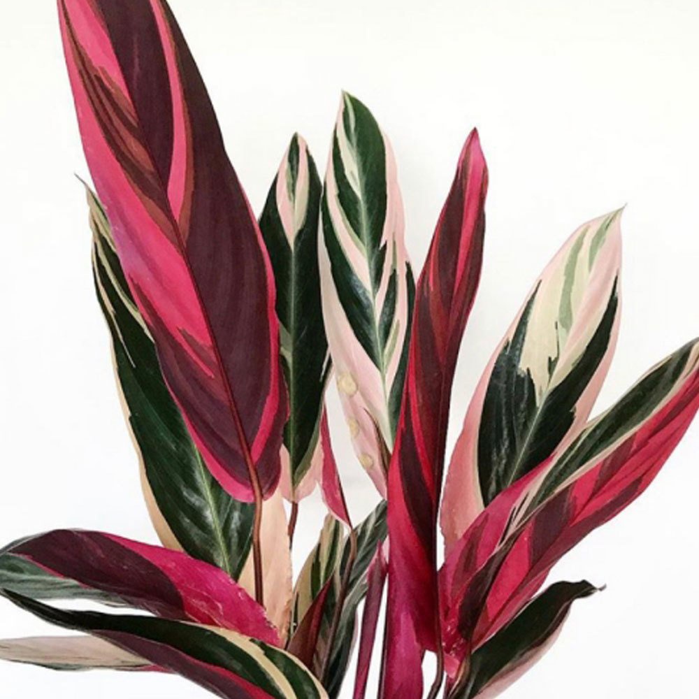 Tanaman Hias Calathea Hagbergii / Triostar / Merah Putih - Bunga Calathea Triostar