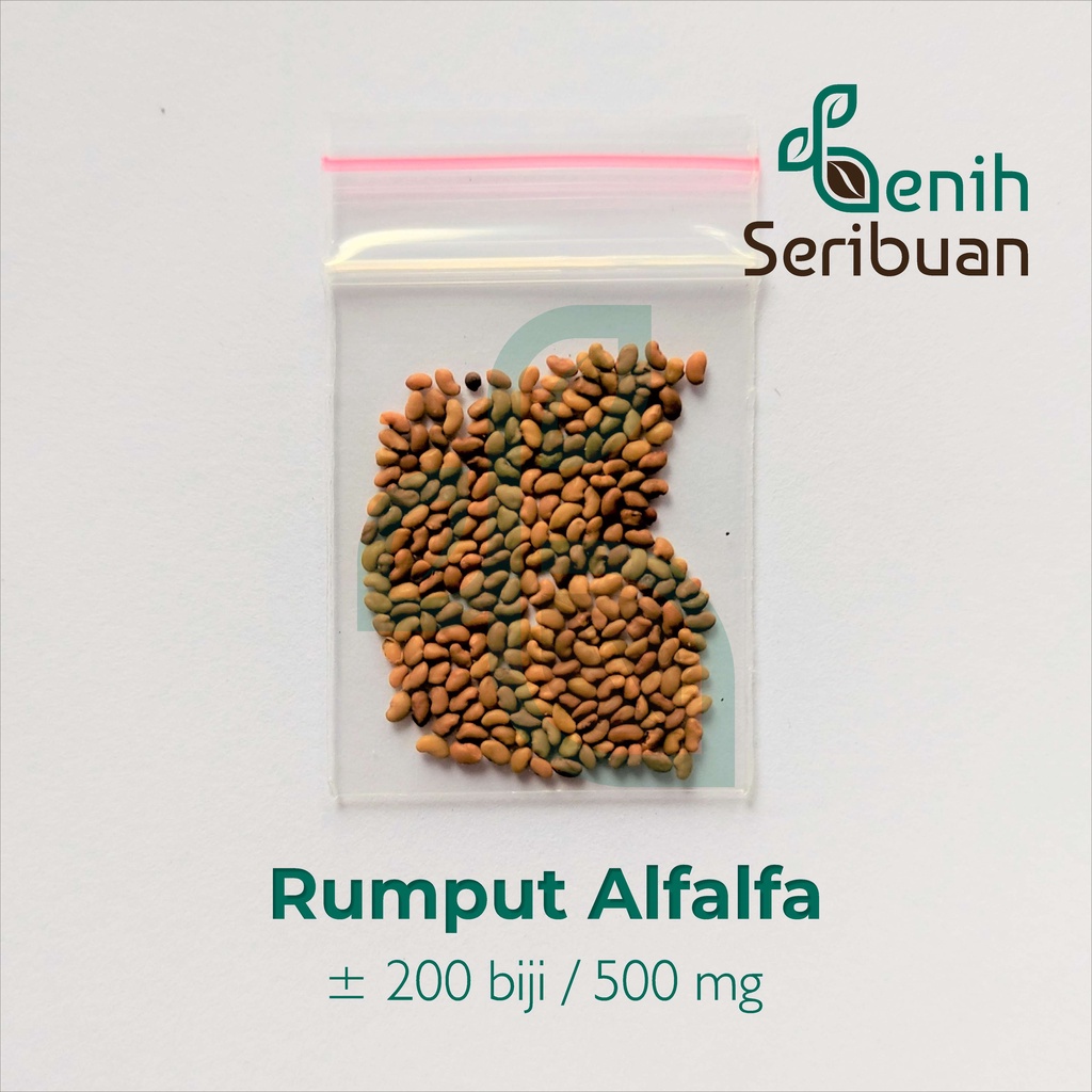 Benih Seribuan - 200 Bibit Rumput Alfalfa Grass Tanaman Pakan Ternak Unggul