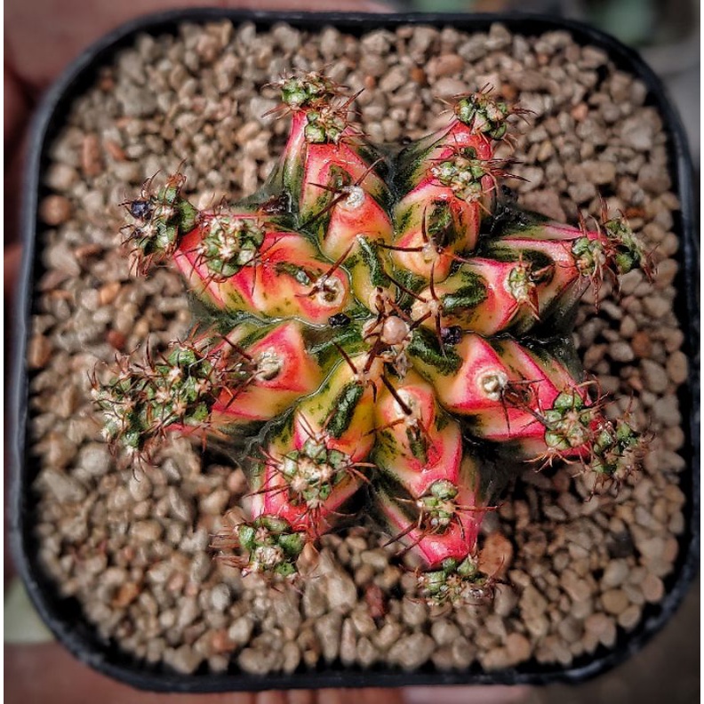 kaktus gymno | Cactus Miha Multicolor varigata