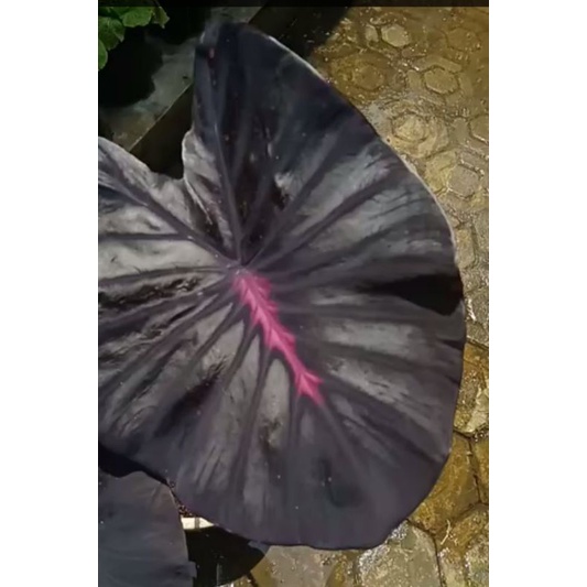 colocasia black lava dewasa