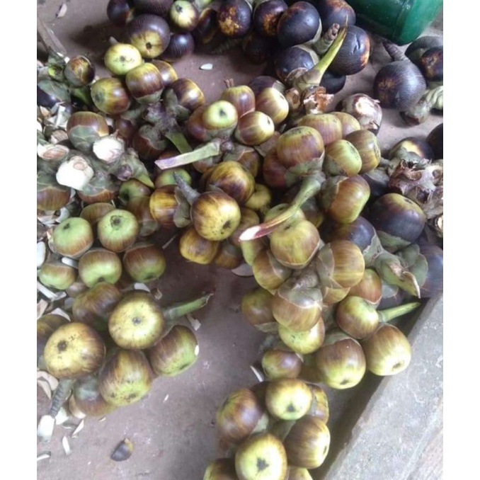 

Buah Lontar/Siwalan Paket Reseler isi 75 biji @isi 3 Buah