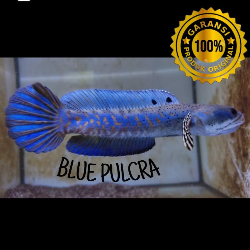 Baby Blue Pulcra/Pulchra/Pelet Akari
