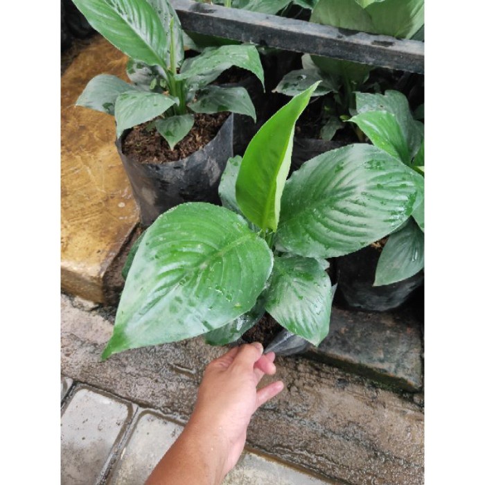 Tanaman Hias Spatufilum / Peace Lily Bangkok Daun Lebar TB