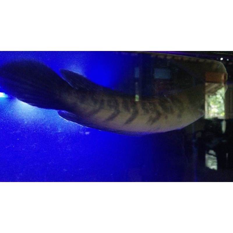 chana maru ys jumbo uk 30cm