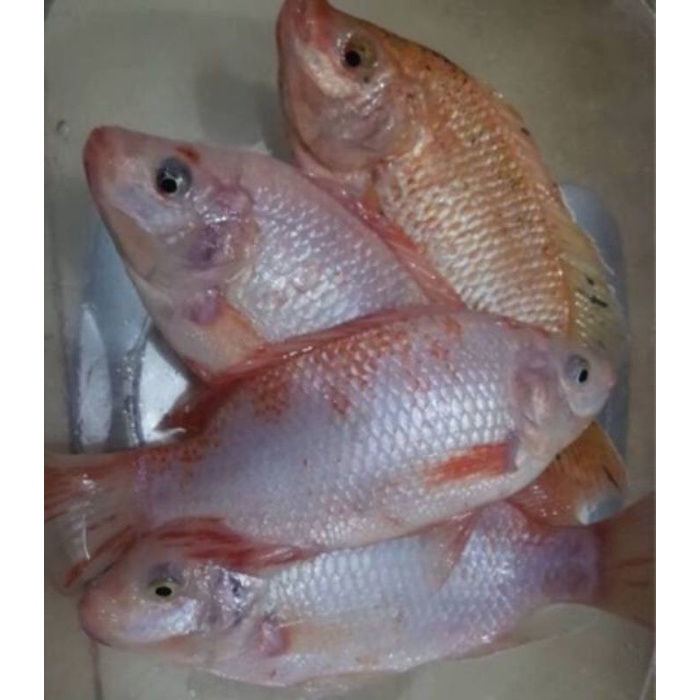 

Ikan Nila Merah segar fresh dari ikan hidup 1kg (isi 3-6 ekor)