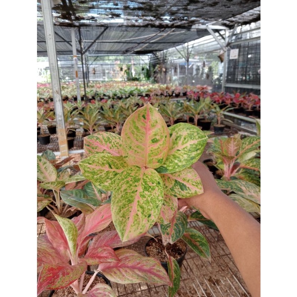 PROMO AGLONEMA  Aglaonema Emerald Mutasi