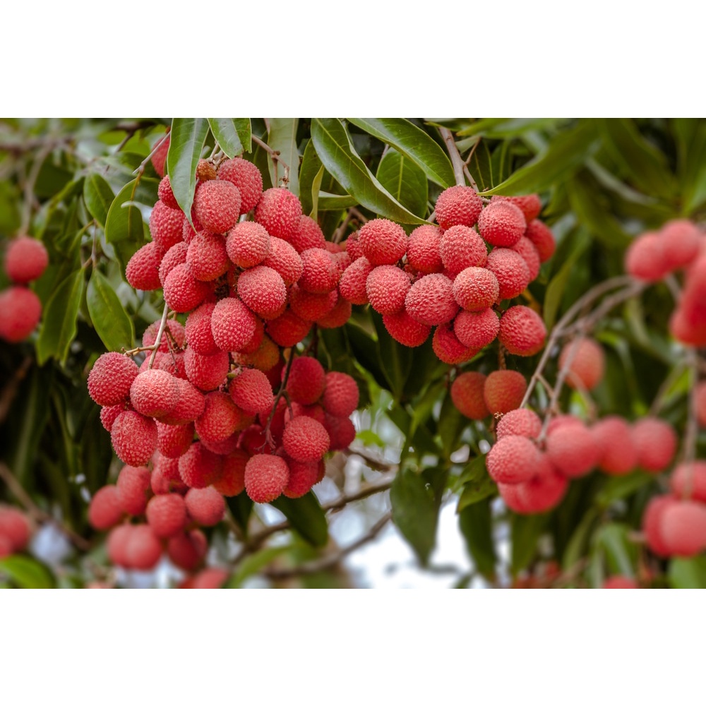 Benih Bibit Biji - Buah Leci Manis Lychee (Litchi chinensis) Fruit Seeds - IMPORT