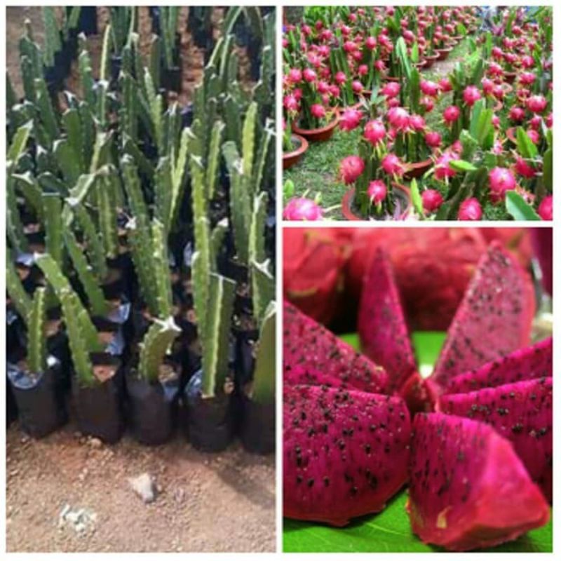 Bibit Buah Naga Merah Jumbo