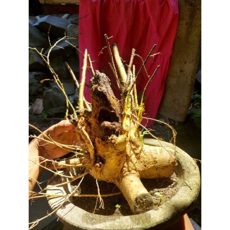 dongkelan bonsai serut groping medium 17k