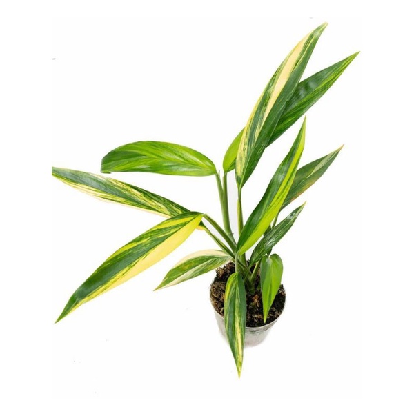 Tanaman Hias Epipremnum Aureum amplisimum