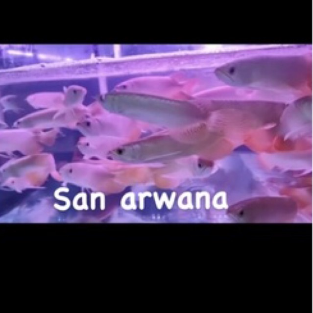 red banjar arowana
