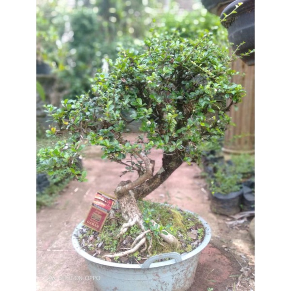 Bonsai Hokiantea bunga Bahan size medium