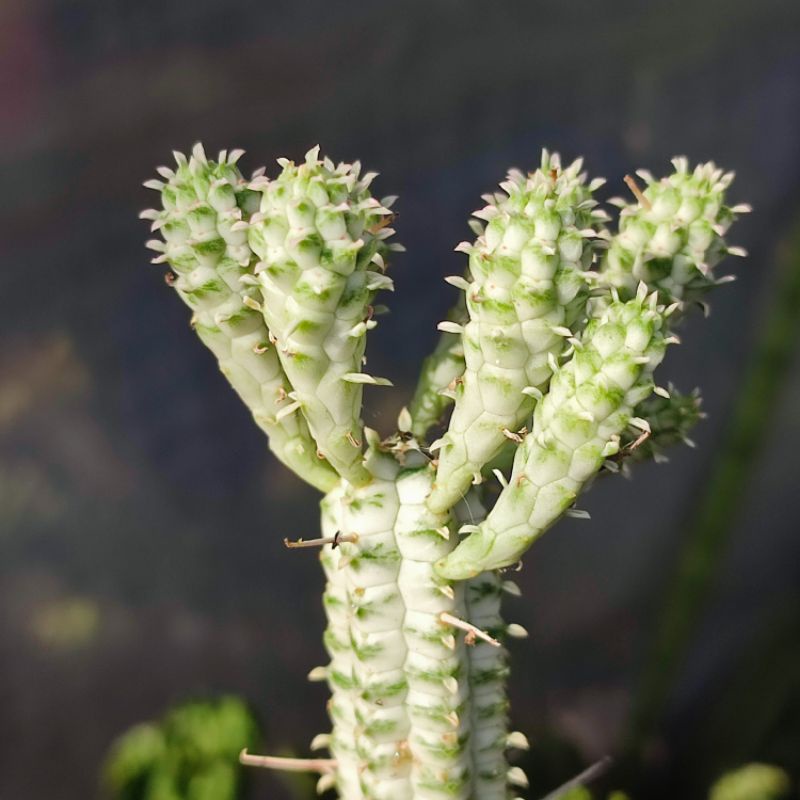 Sukulen euphorbia submammilaris varigata / Corn cob