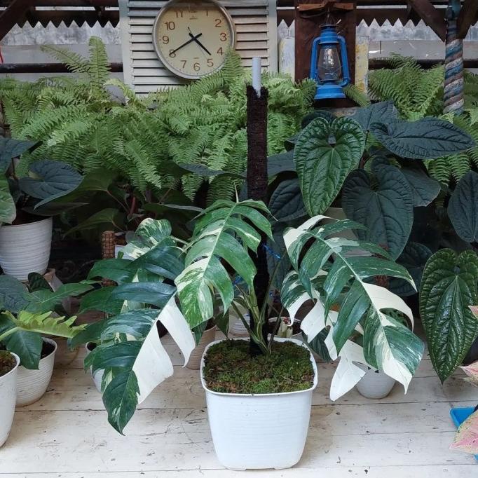 Tanaman hias epipremnum pinnatum varigata - Epipremnum varigata besar