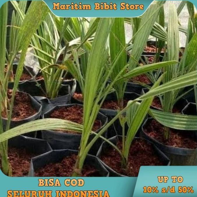 THE BEST Bibit Buah Tanaman kurma ajwa Okulasi Cepat Berbuah FULL