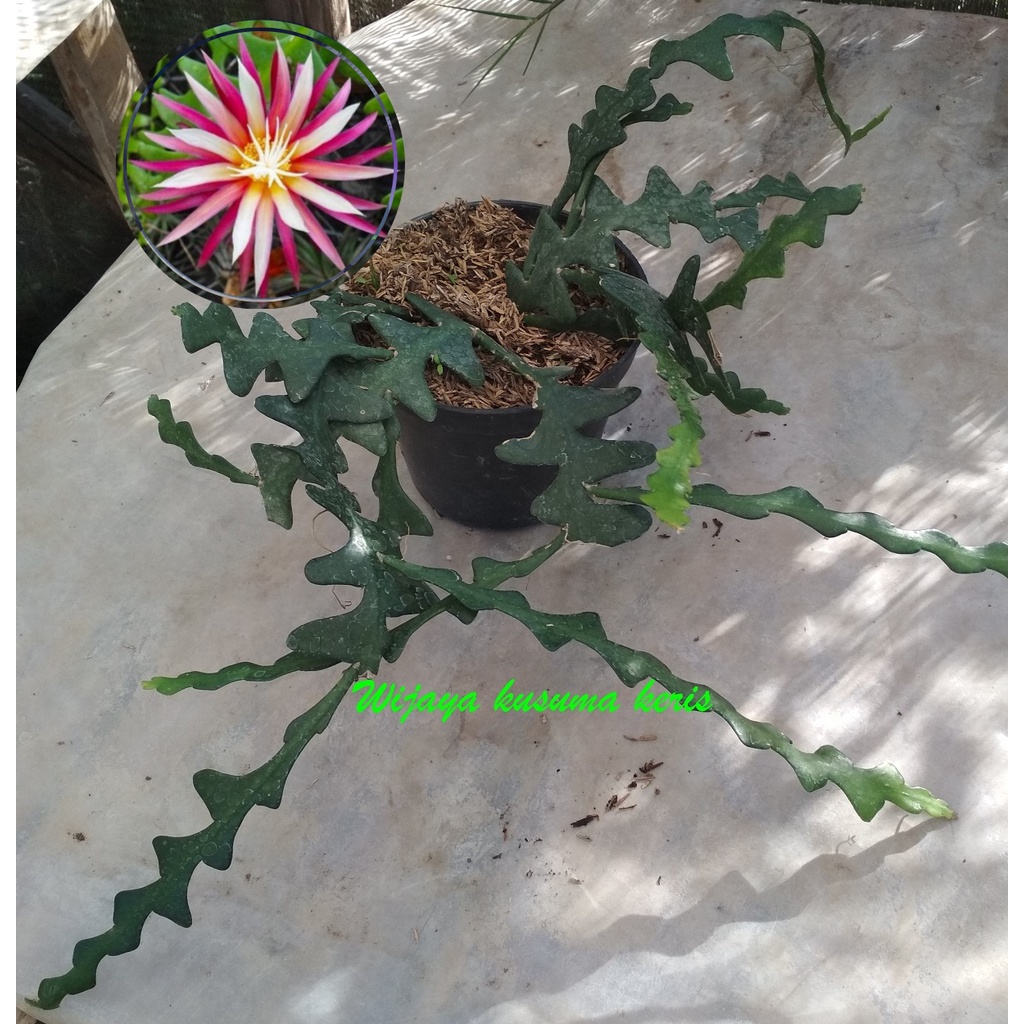 WIJAYA KUSUMA KERIS bibit bunga wijaya kusuma TANAMAN HERBAL wijaya kusuma keris WIJAYA KUSUMA MELLI