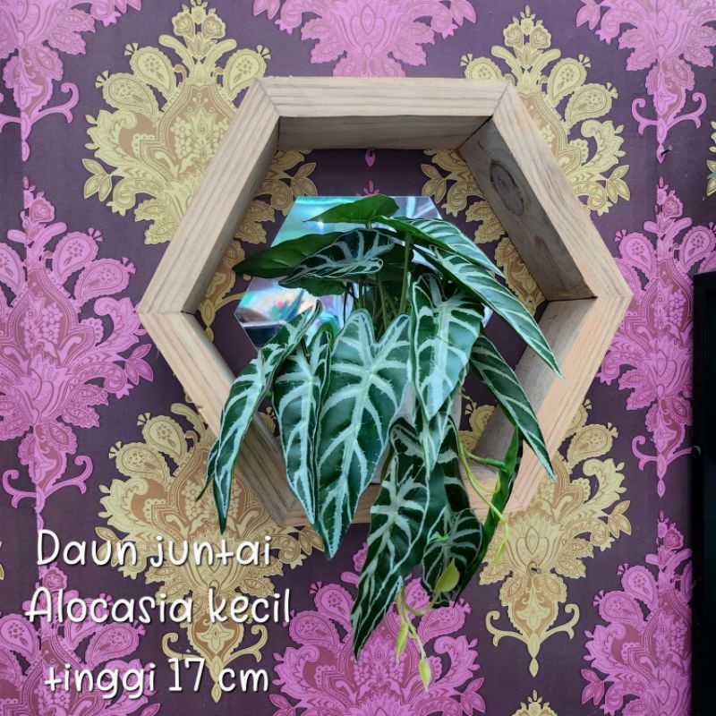 Daun Keladi merambat menjuntai / Daun Juntai Alocasia Monstera