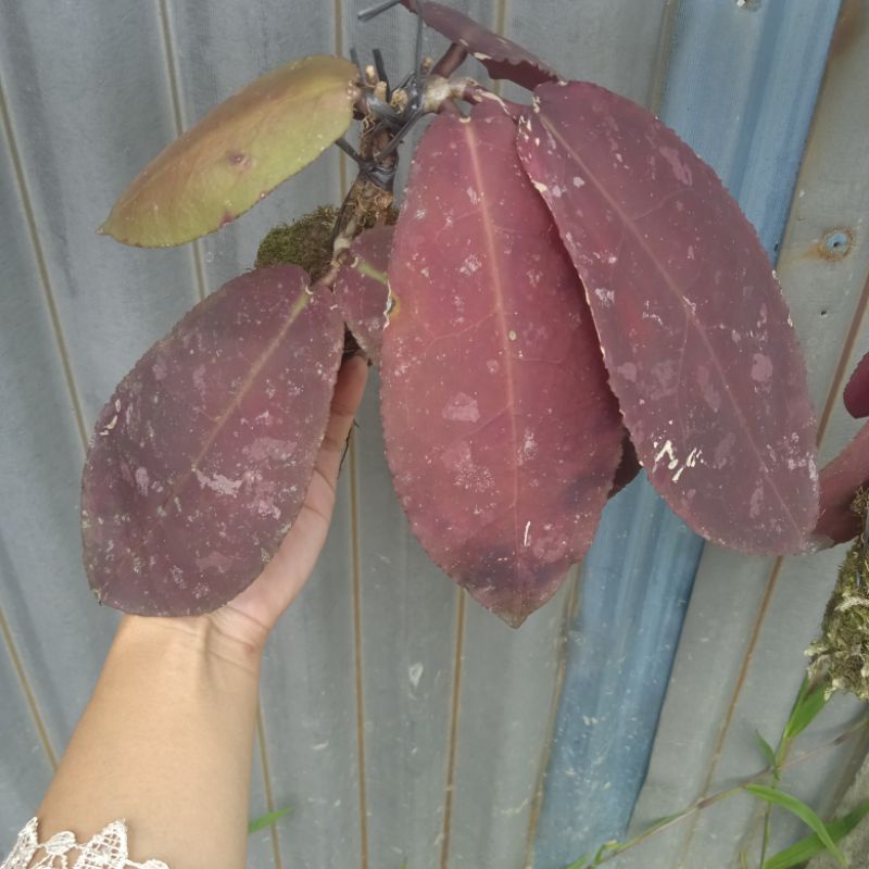hoya undulata red