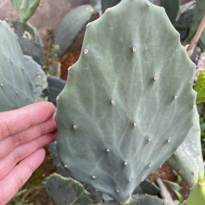 kaktus opuntia gomei jumbo SALE