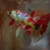 HIASAN KANTOR HM GLOWFISH KOI MALE