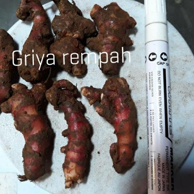 

Sale[KI3]-BIBIT JAHE MERAH SUPER BERTUNAS [COD] / bibit jahe merah 1kg