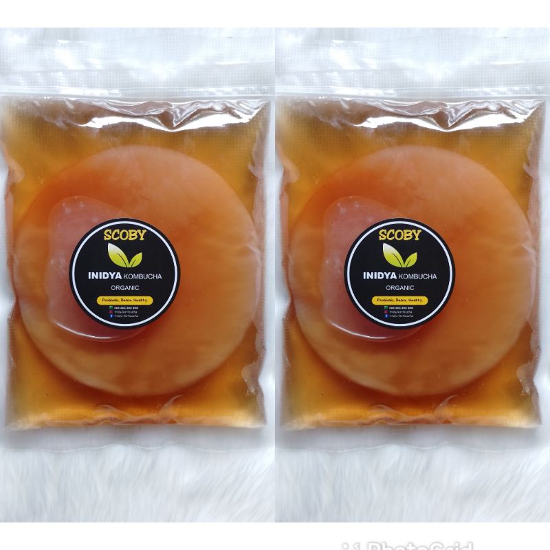 

Paket 2pcs Bibit Scoby Kombucha diameter 12cm