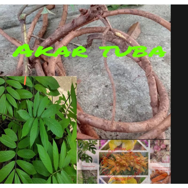 Akar tuba presh 100 gram
