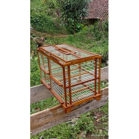 Dondang Merpati Jati fiber 2 pasang uk (GRATIS NAMA TEAM)