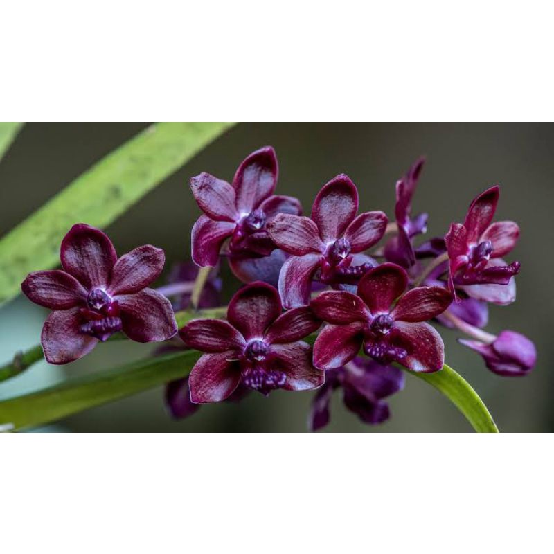 Anggrek gigantea dewasa