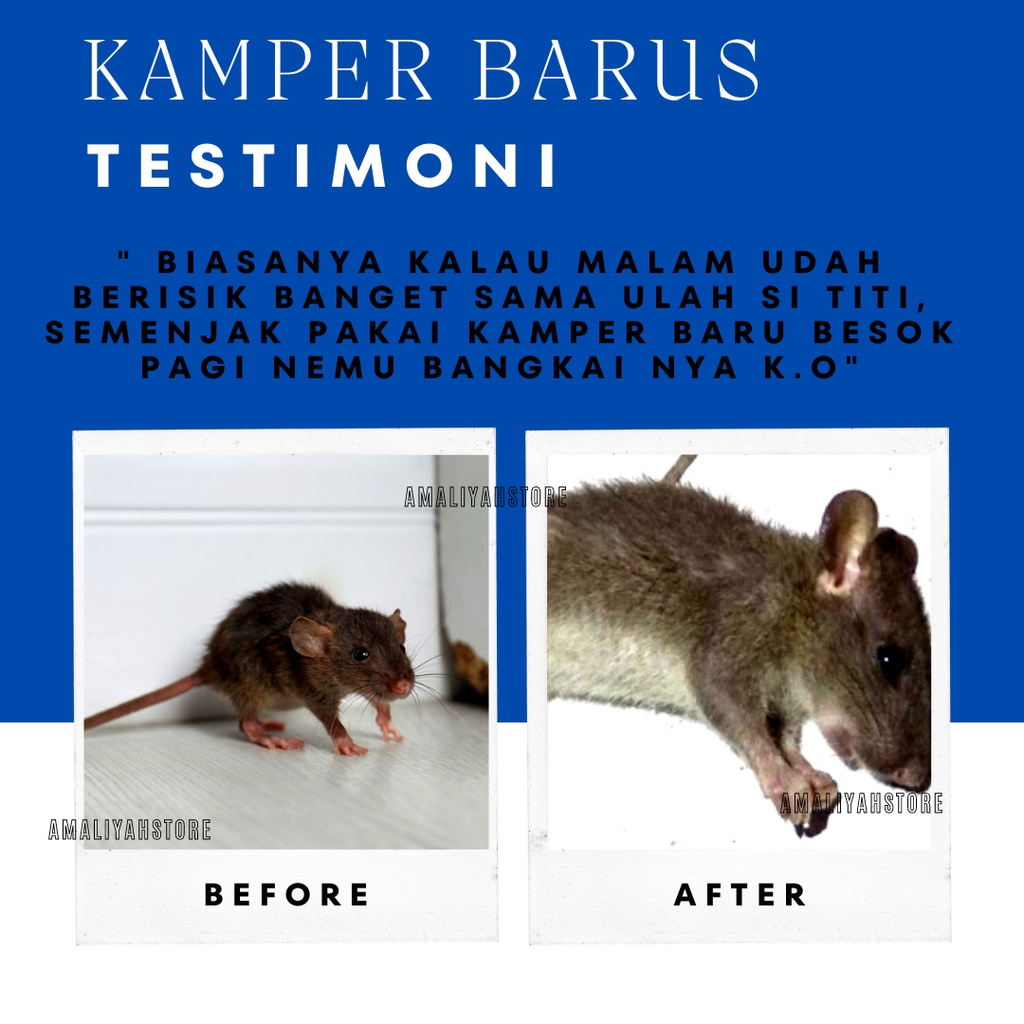 Kamper Barus Obat Pengusir Pembasmi Tikus Anti Serangga Dan Kecoa Penghilang Bau Toilet Kamar Mandi Mobil Dan Pewangi Lemari Ruangan Di Rumah